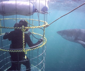 Cage diver with shark